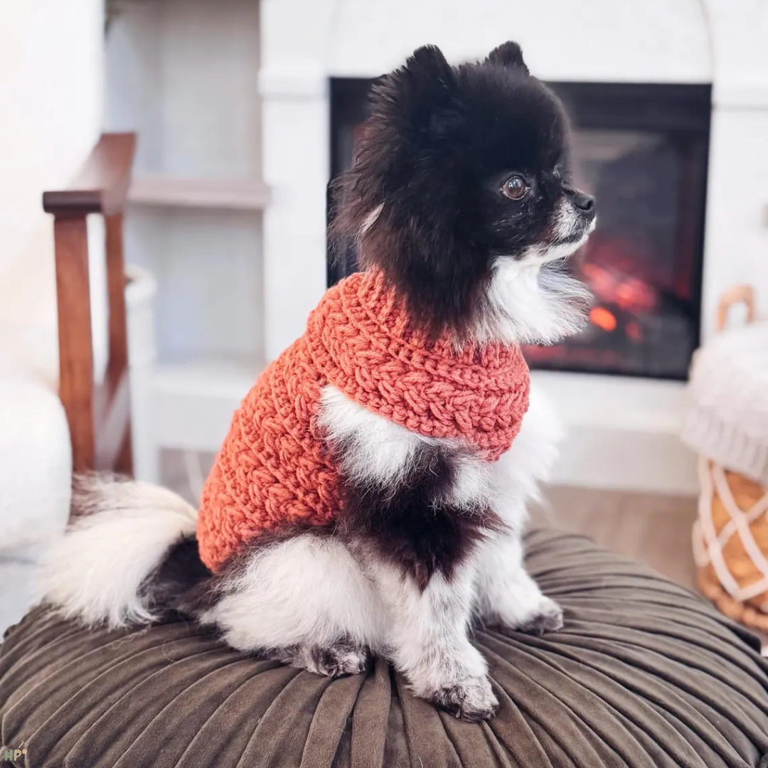 Cozy Pet Sweater Crochet Pattern - Hooked Patterns